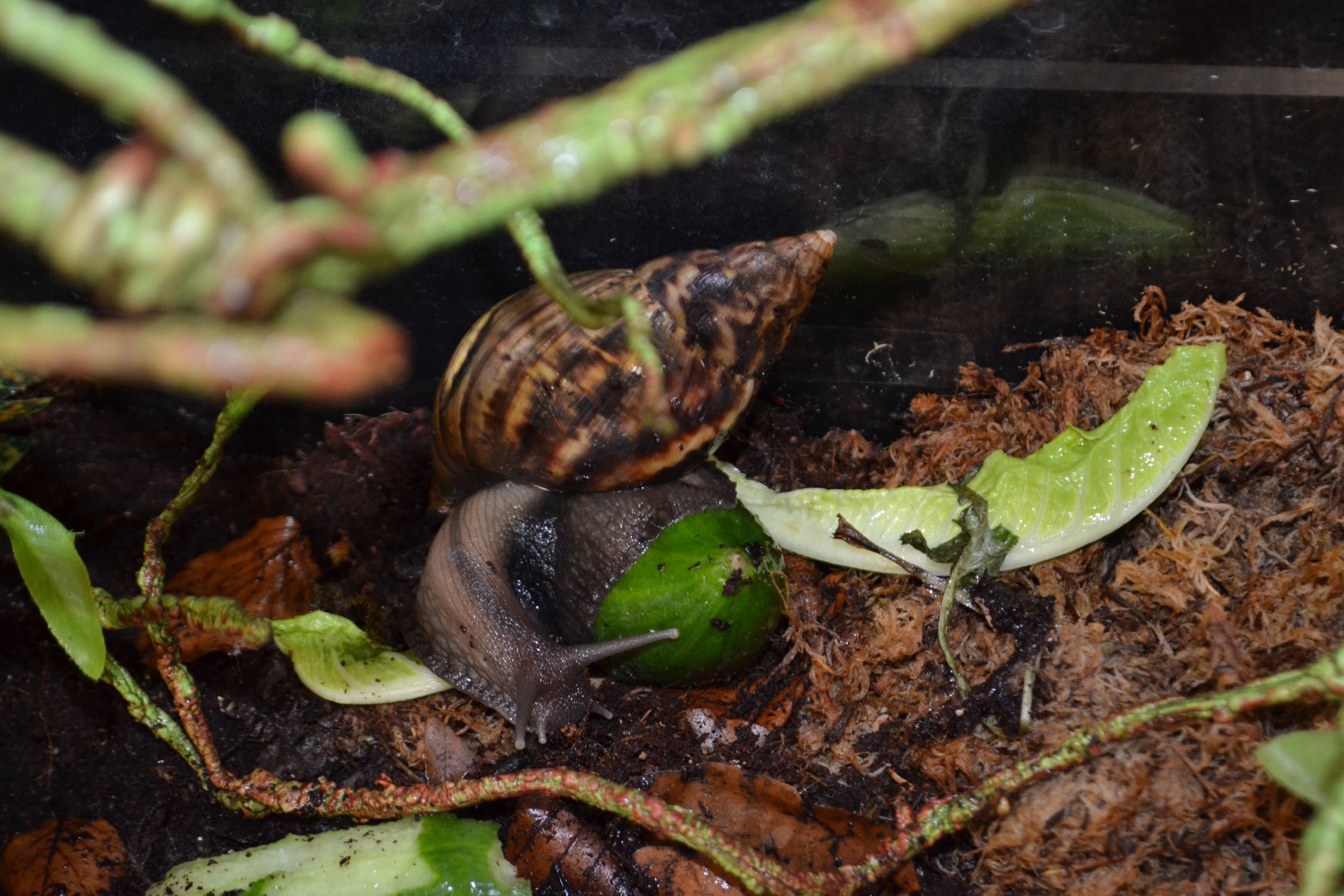 Stig in his tank with some tasty leaves and cucumber