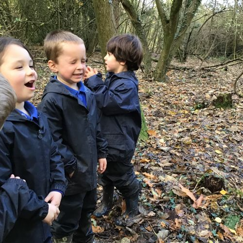 Playing hide and seek amongst the trees