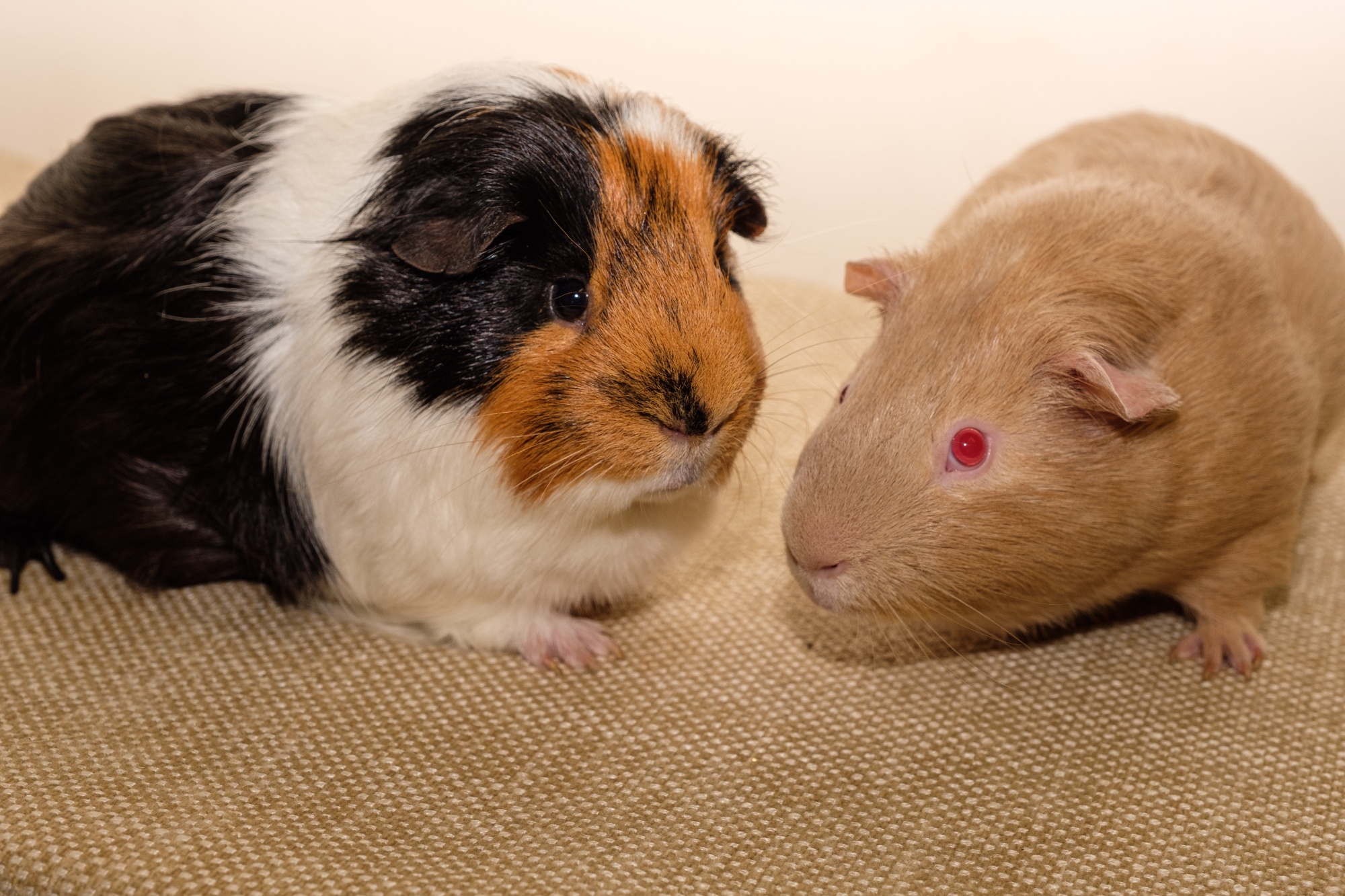 Our class guinea pigs: Snickers who is longhaired, black, white and tan and Jellybean who is shorthaired, caramel in colour with red eyes