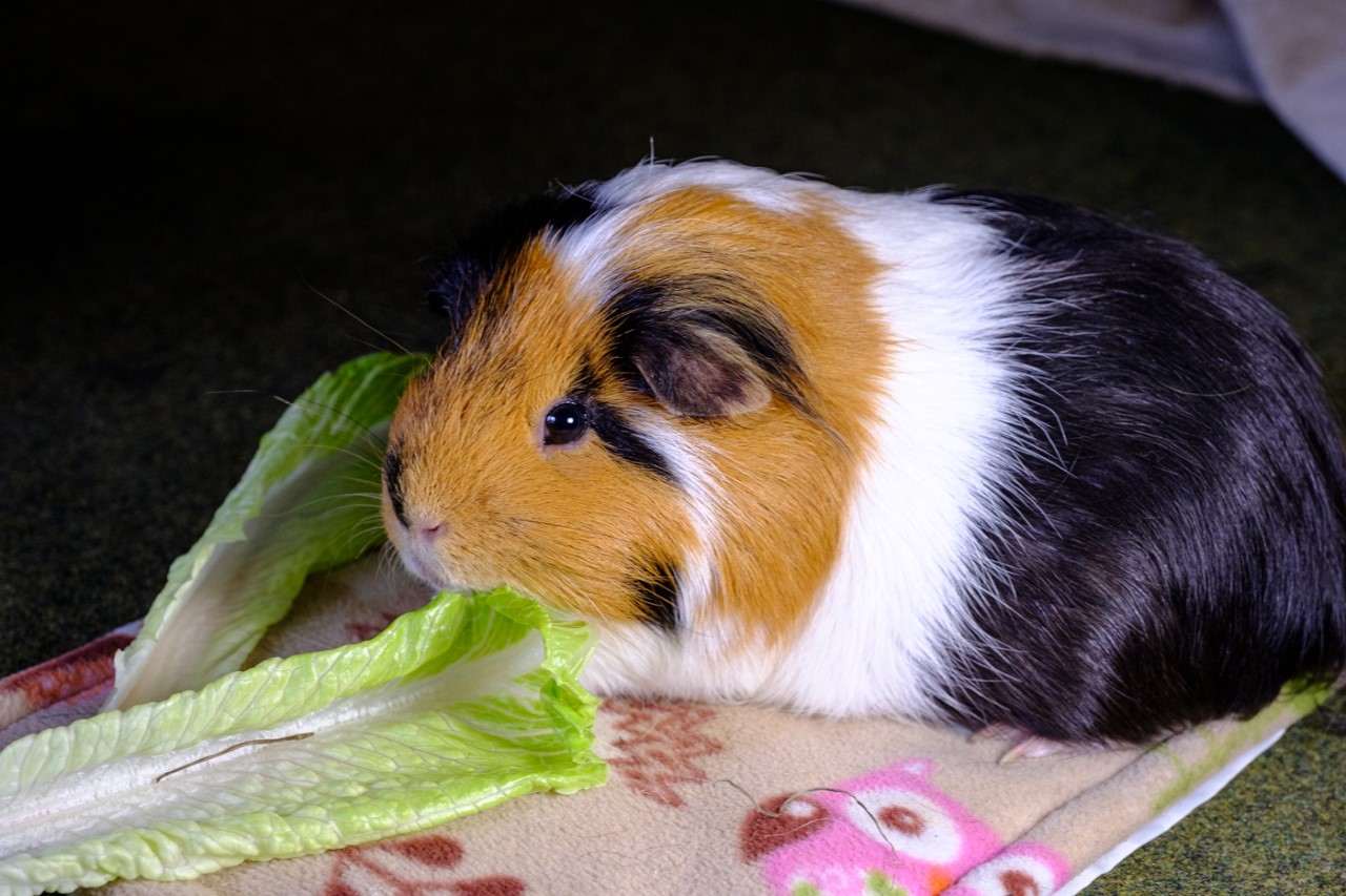 A photo of Snickers the guineapig taken a photography club